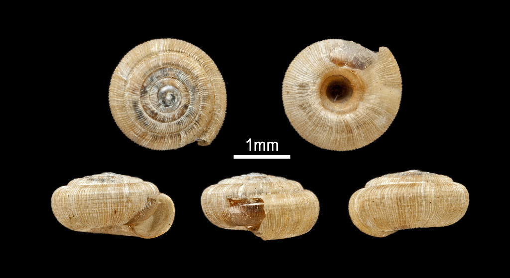 Charopa longstaffae