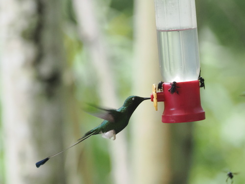 White-booted Racket-tail (Ocreatus underwoodii), photo 4