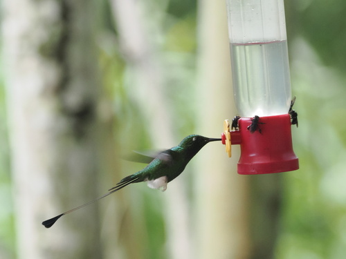 White-booted Racket-tail (Ocreatus underwoodii), photo 5