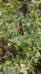 Heliconius erato phyllis