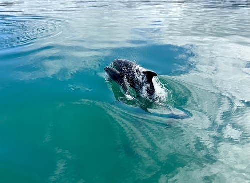 Common bottlenose dolphin