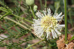Leucaena leucocephala, recorded fruiting