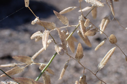 Eragrostis cilianensis observed 2026-01-19