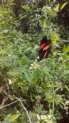 Heliconius erato phyllis