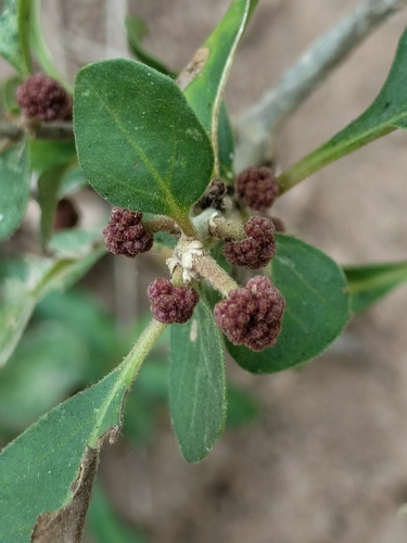Pisonia capitata, photograph 3