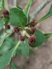 Pisonia capitata, photograph author not stated, no rights reserved