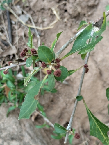 Pisonia capitata, photograph 4