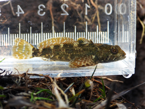 Marbled sculpin (Cottus klamathensis) — Cottidae — 3
