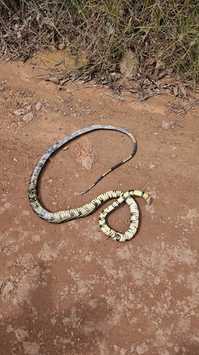 Chicken Snake