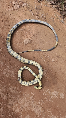 Chicken Snake