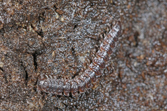 Pseudopolydesmus paludicolus