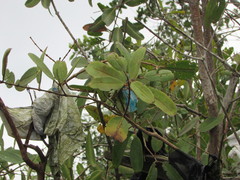 Laguncularia racemosa