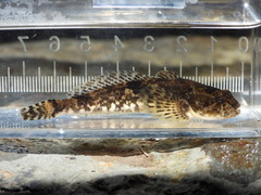 Slender Sculpin photo 1