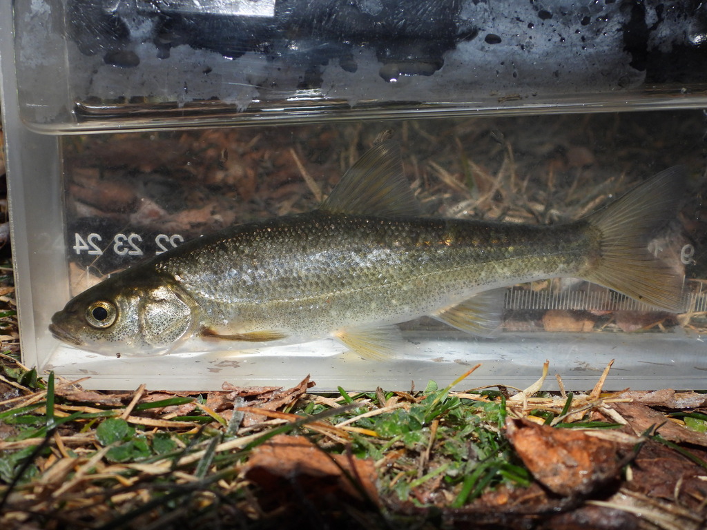 Blue chub (Gila coerulea) — Cyprinidae