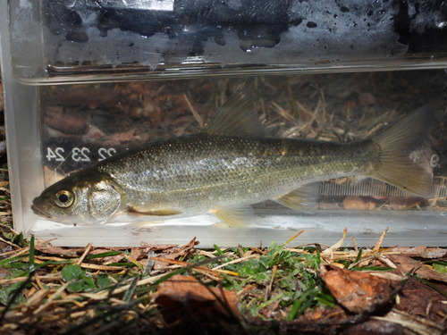 Blue chub (Gila coerulea) — Cyprinidae