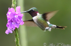 Calliphlox amethystina