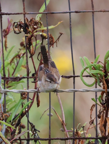 Marsh Wren (Cistothorus palustris), photo 4