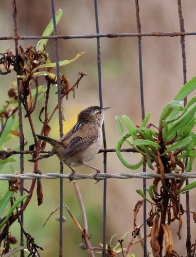 Marsh Wren (Cistothorus palustris), photo 5