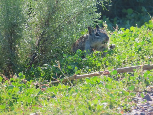 iNaturalist observation photo of California Ground Squirrel