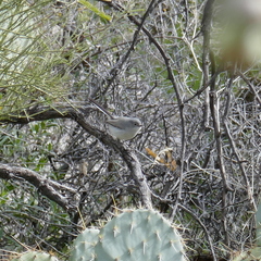 Polioptila melanura