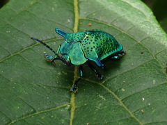 Omocerus caeruleopunctatus