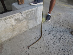 Dendrelaphis luzonensis