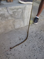 Dendrelaphis luzonensis