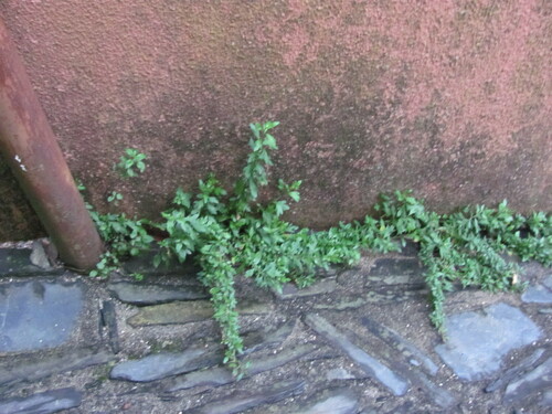 Erigeron karvinskianus
