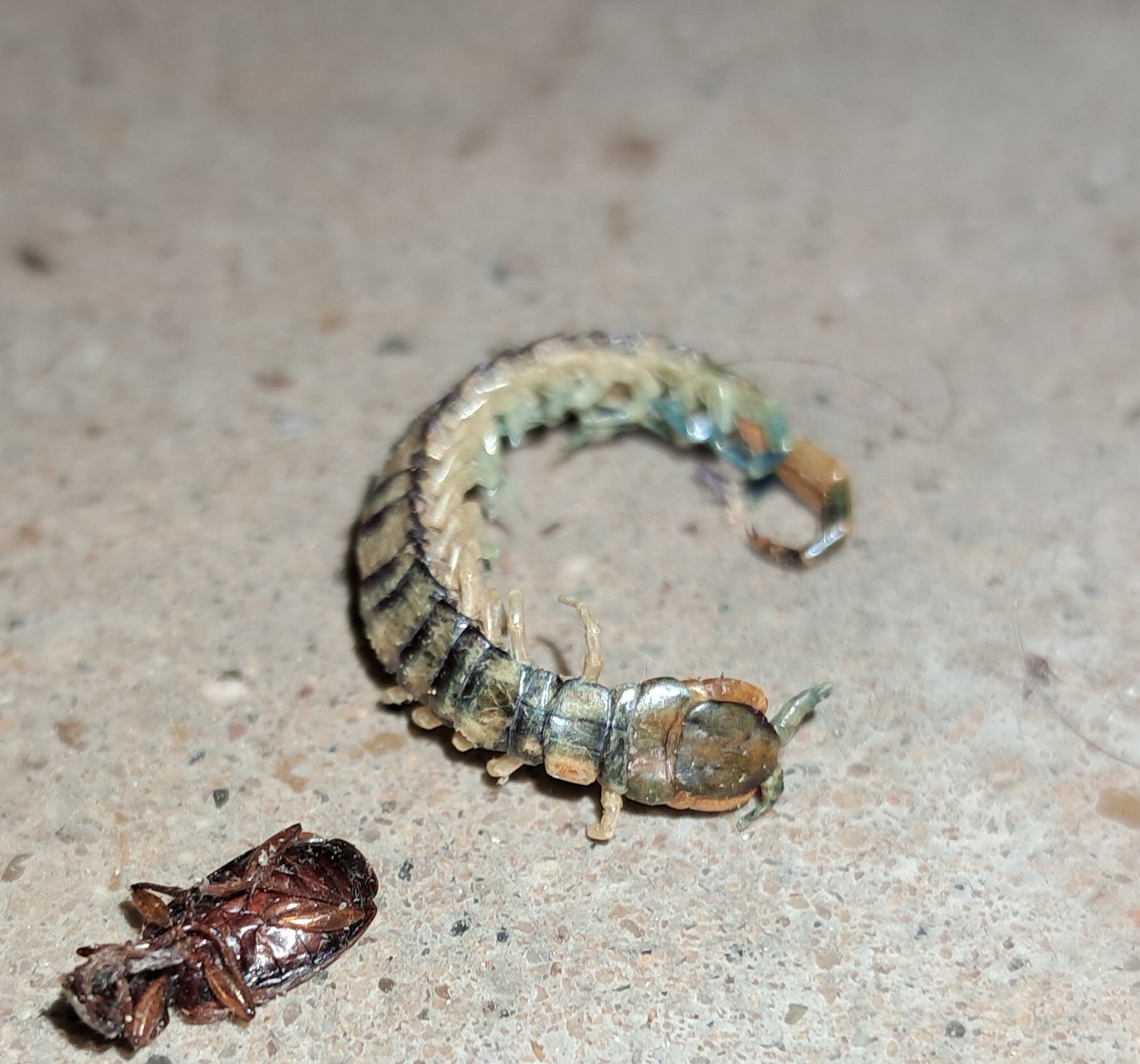 Hemiscolopendra marginata Say, 1821
