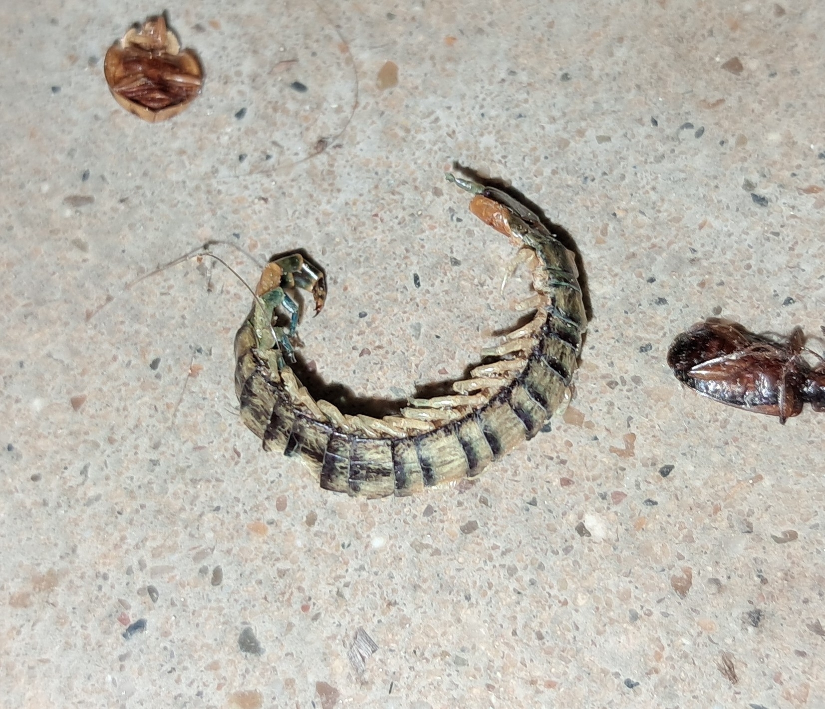 Hemiscolopendra marginata Say, 1821