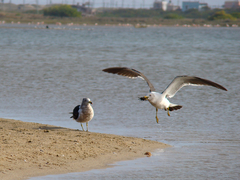Larus atlanticus