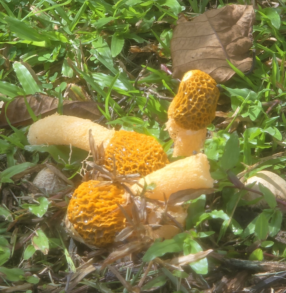 Phallus multicolor · January 2026 · photo: © janegrowsgardenrooms (iNaturalist, cc-by)