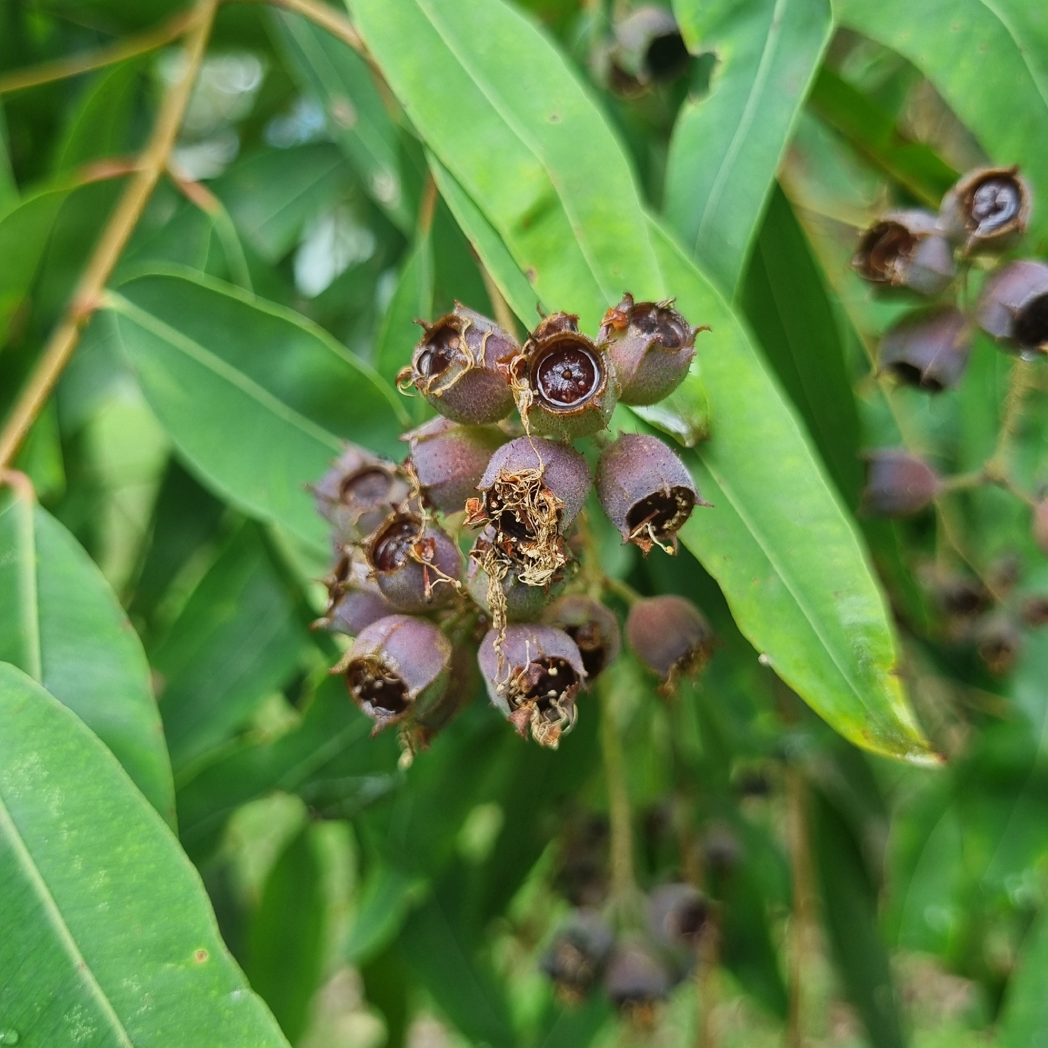 Rough-Barked Apple (Angophora floribunda)
