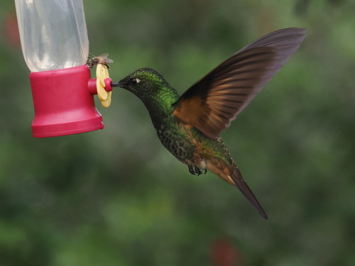 Buff-tailed Coronet (Boissonneaua flavescens), photo 4