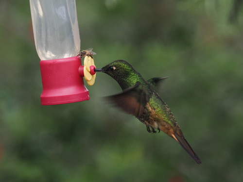 Buff-tailed Coronet (Boissonneaua flavescens), photo 5