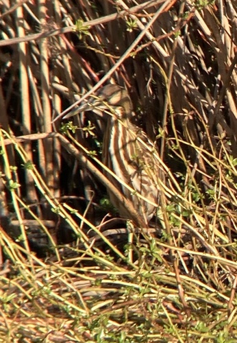American Bittern (Botaurus lentiginosus), photo 6