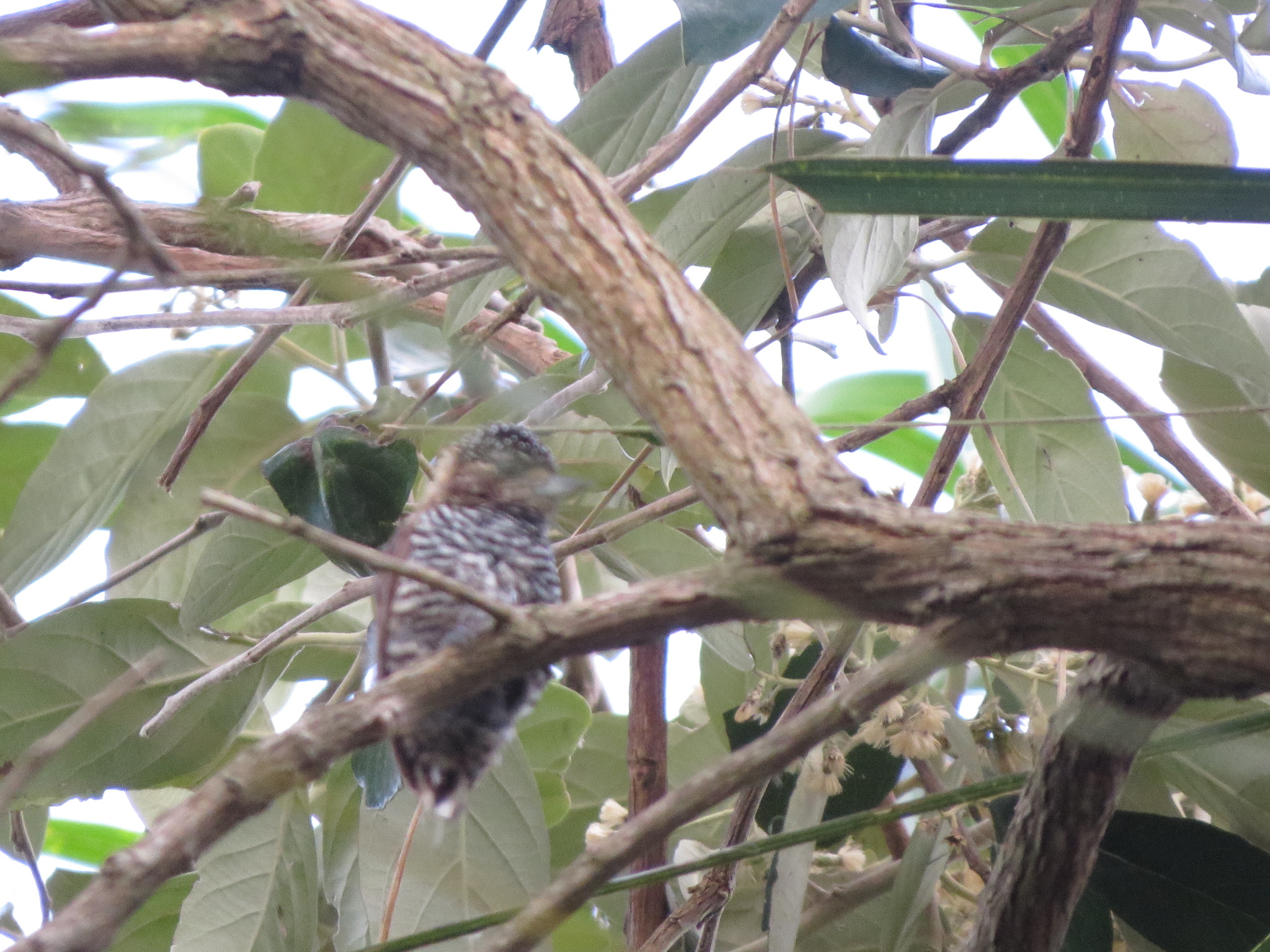 Ochre-collared Piculet (Picumnus temminckii), photo 2
