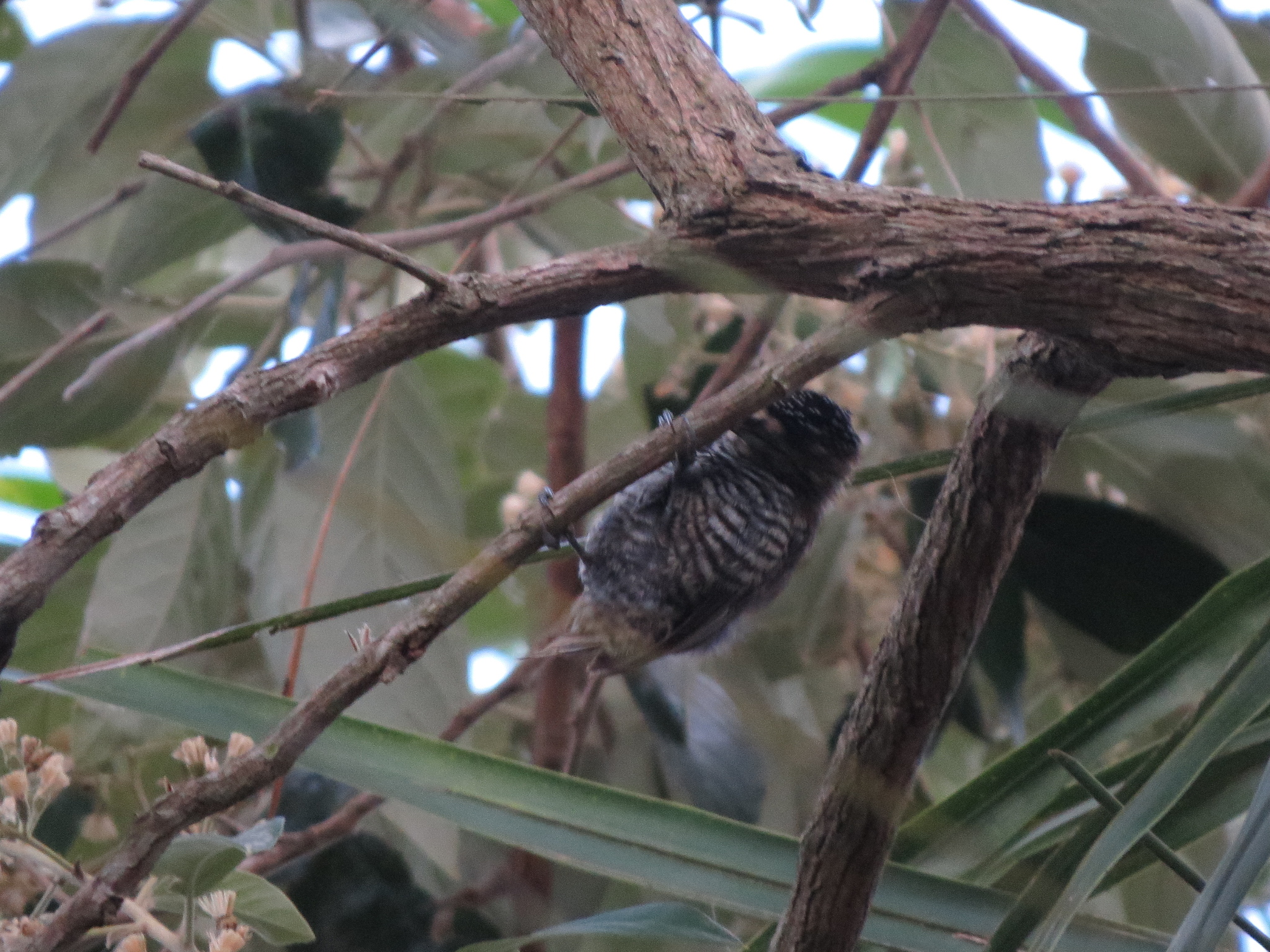 Ochre-collared Piculet (Picumnus temminckii), photo 3