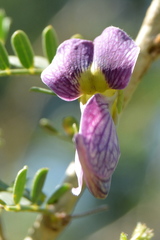 Ormocarpum trichocarpum