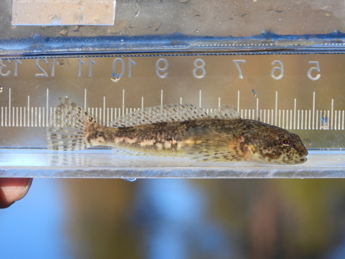 Slanke donderpad (Cottus tenuis) — Cottidae — 3