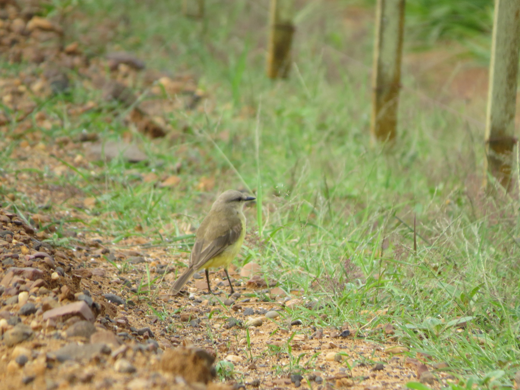 Cattle Tyrant (Machetornis rixosa), photo 5