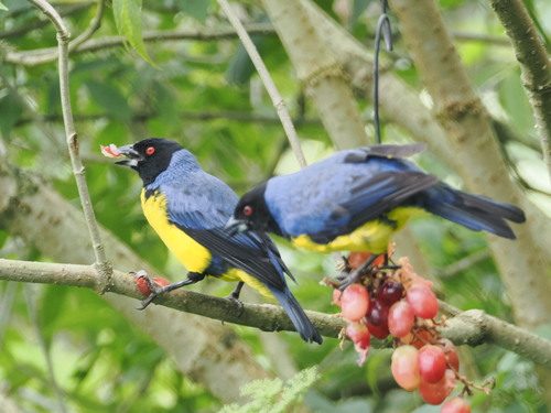 Hooded Mountain Tanager (Buthraupis montana), photo 9