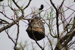 Polybia occidentalis