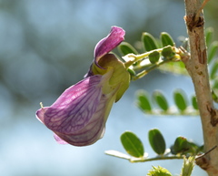 Ormocarpum trichocarpum