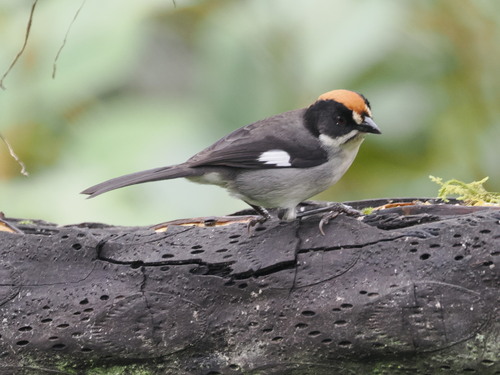 White-winged Brushfinch (Atlapetes leucopterus), photo 1