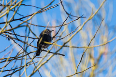 Polioptila melanura