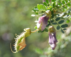 Ormocarpum trichocarpum