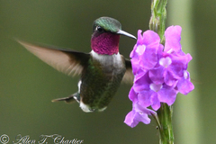 Calliphlox amethystina