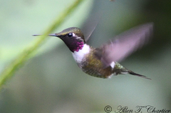 Calliphlox amethystina