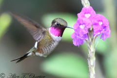 Calliphlox amethystina